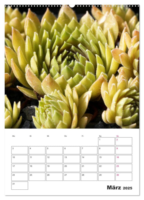 Ich liebe Sempervivum (CALVENDO Wandkalender 2025)