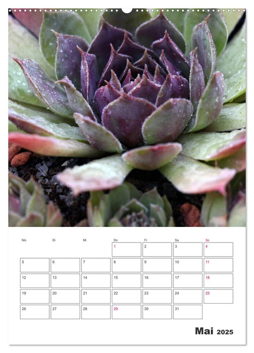 Ich liebe Sempervivum (CALVENDO Wandkalender 2025)