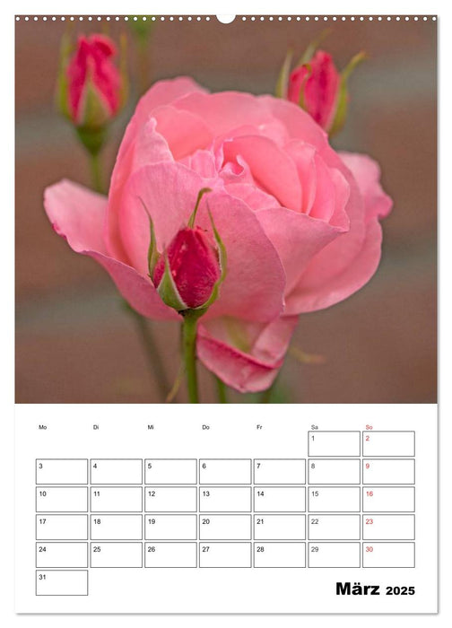 Zauberhafte Rosen (CALVENDO Wandkalender 2025)