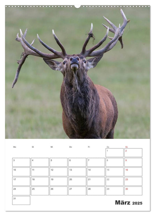 Emotionale Momente: Hirschbrunft (CALVENDO Wandkalender 2025)