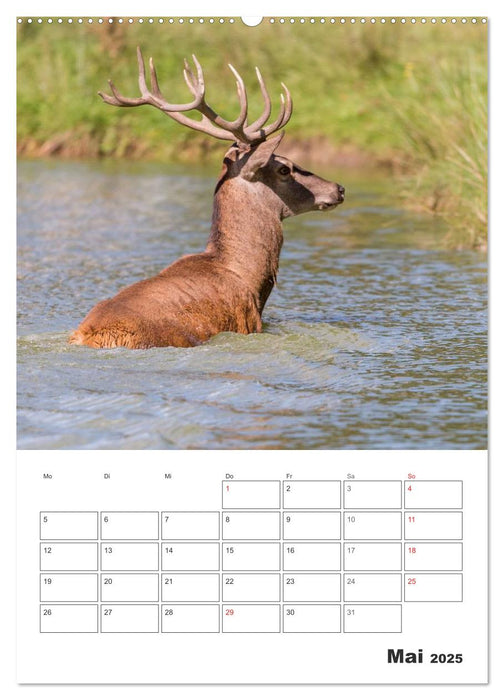 Emotionale Momente: Hirschbrunft (CALVENDO Wandkalender 2025)