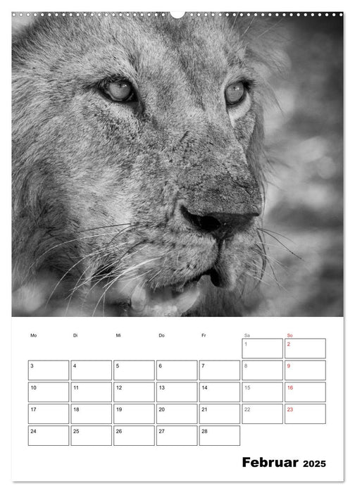 FineArt in Black and White: Der König der Löwen (CALVENDO Wandkalender 2025)