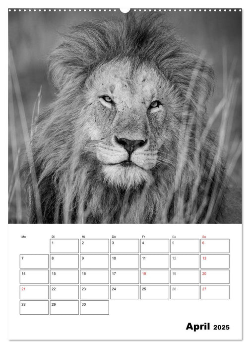 FineArt in Black and White: Der König der Löwen (CALVENDO Wandkalender 2025)