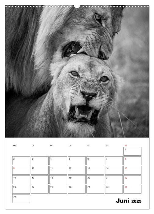 FineArt in Black and White: Der König der Löwen (CALVENDO Wandkalender 2025)