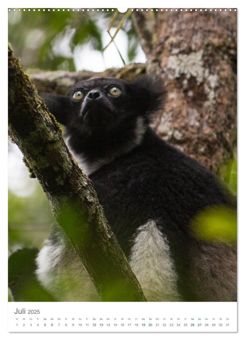 Madagaskars wundersame Tierwelt - die Reise geht weiter (CALVENDO Premium Wandkalender 2025)