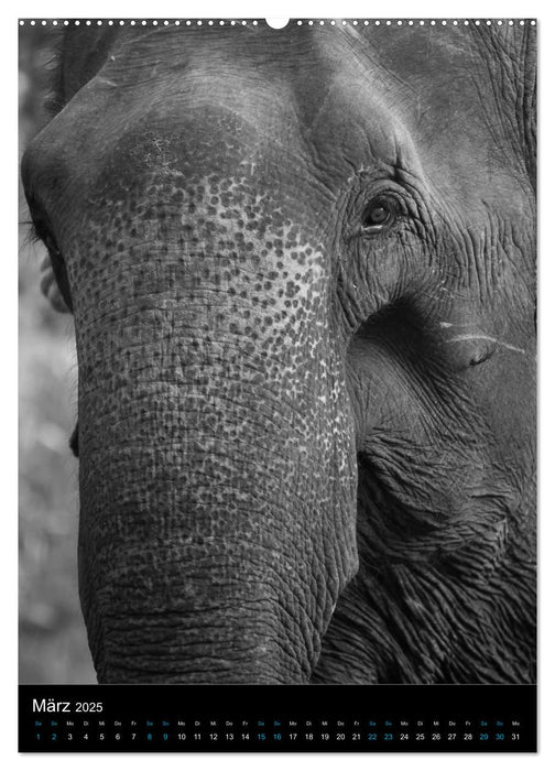 Elefanten hautnah (CALVENDO Premium Wandkalender 2025)