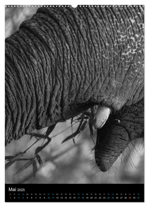 Elefanten hautnah (CALVENDO Premium Wandkalender 2025)