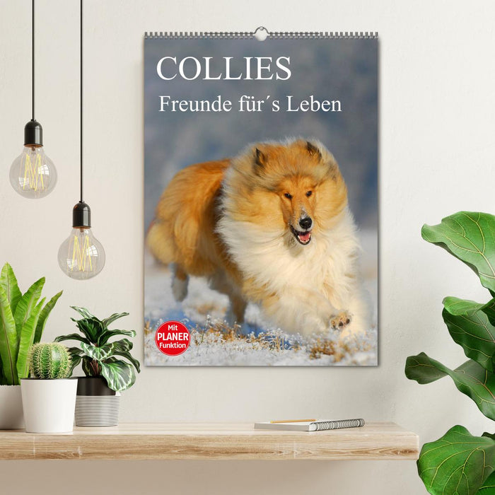Collies - Freunde für´s Leben (CALVENDO Wandkalender 2025)