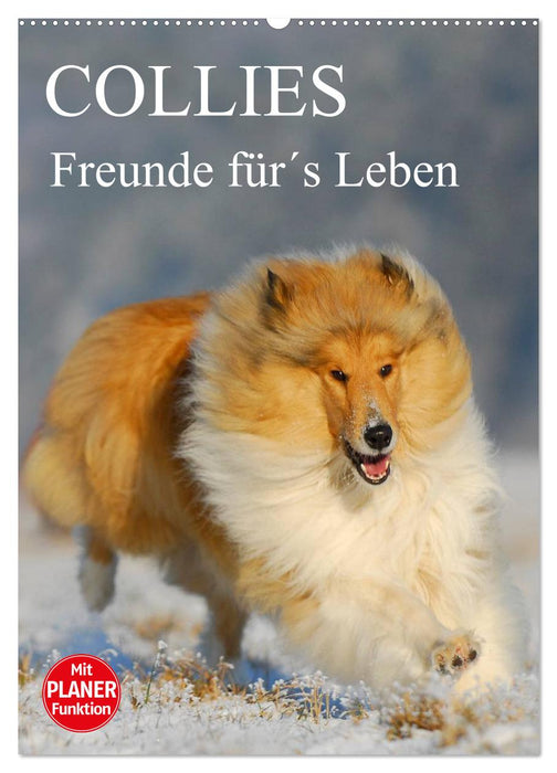 Collies - Freunde für´s Leben (CALVENDO Wandkalender 2025)