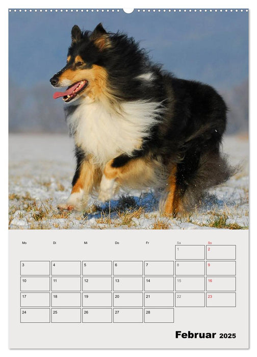 Collies - Freunde für´s Leben (CALVENDO Wandkalender 2025)