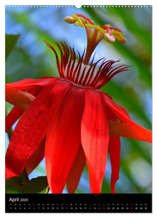 Botanische Gärten Europas (CALVENDO Premium Wandkalender 2025)