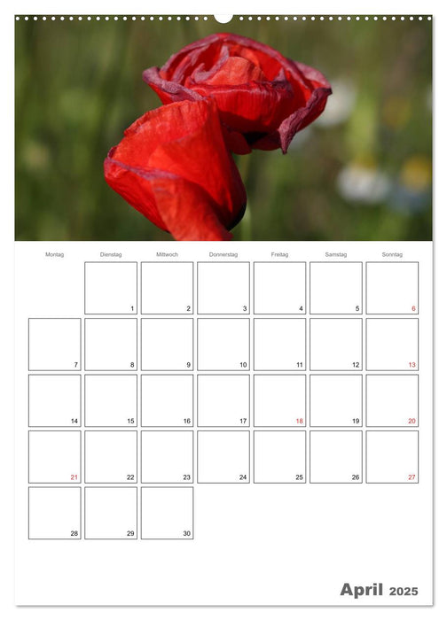 Mohnblumen-ein Traum in rot (CALVENDO Wandkalender 2025)