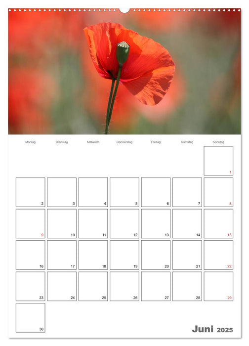 Mohnblumen-ein Traum in rot (CALVENDO Wandkalender 2025)