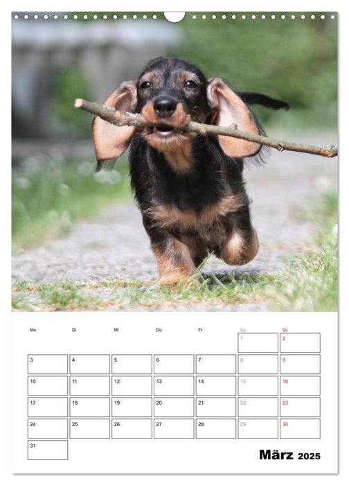 Geliebte Rabauken - Rauhaardackel (CALVENDO Wandkalender 2025)