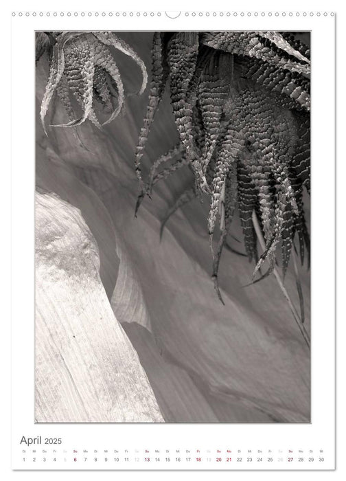 BlütenScans in Sepia, Photographien ohne Kamera von Tamara Wahby (CALVENDO Premium Wandkalender 2025)