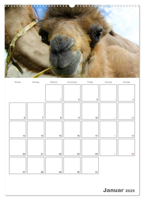 Kamel Porträt (CALVENDO Wandkalender 2025)