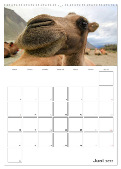 Kamel Porträt (CALVENDO Wandkalender 2025)