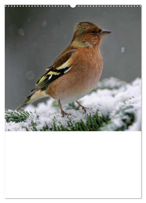 Bezaubernde Vögel im heimischen Garten (CALVENDO Wandkalender 2025)