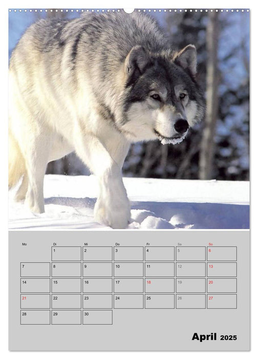 Wolf-Gesichter (CALVENDO Wandkalender 2025)