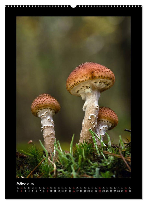 Pilzgalerie - Die geheimnisvolle Welt der heimischen Pilze (CALVENDO Wandkalender 2025)