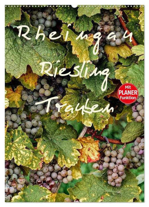 Rheingau - Riesling Trauben (CALVENDO Wandkalender 2025)