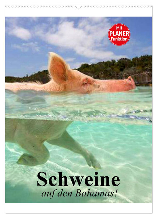 Schweine auf den Bahamas! (CALVENDO Wandkalender 2025)