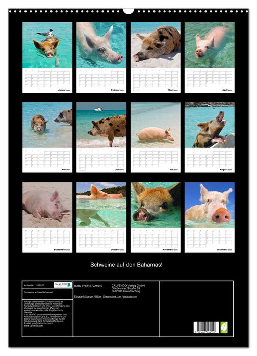 Schweine auf den Bahamas! (CALVENDO Wandkalender 2025)