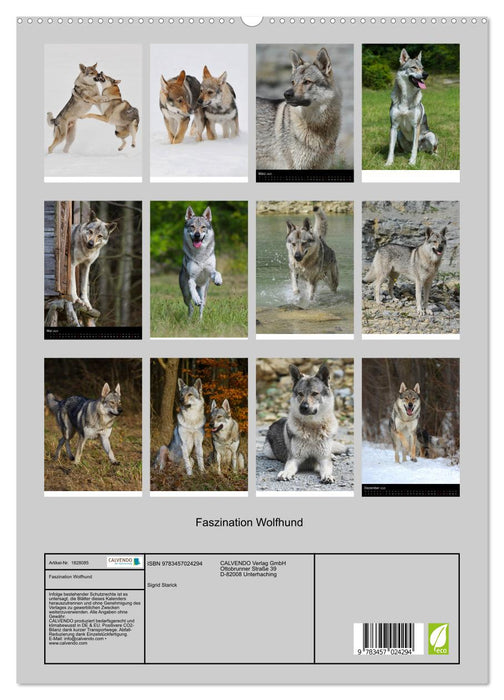 Faszination Wolfhund (CALVENDO Premium Wandkalender 2025)