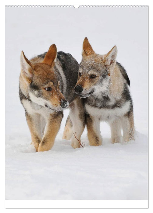 Faszination Wolfhund (CALVENDO Premium Wandkalender 2025)