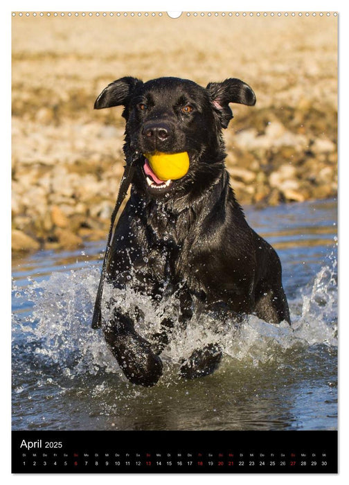 Faszination Labrador Retriever (CALVENDO Premium Wandkalender 2025)