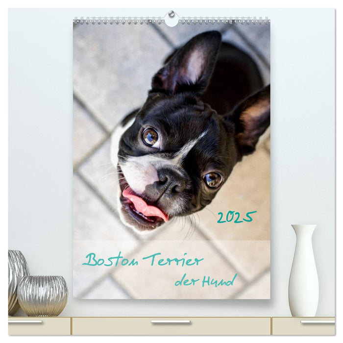 Boston Terrier der Hund 2025 (CALVENDO Premium Wandkalender 2025)