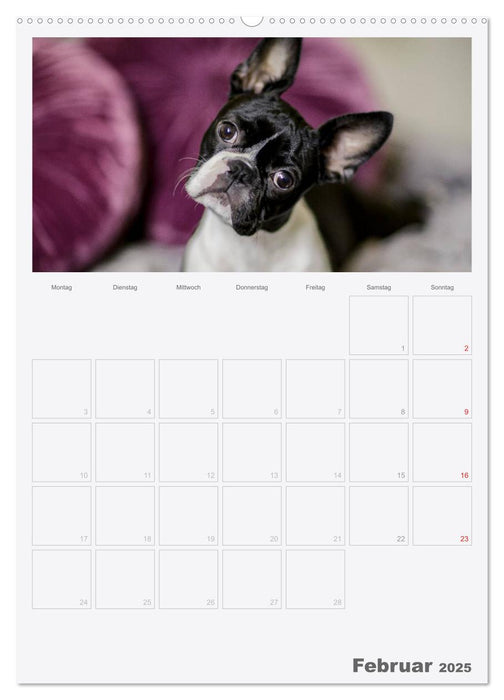 Boston Terrier der Hund 2025 (CALVENDO Premium Wandkalender 2025)