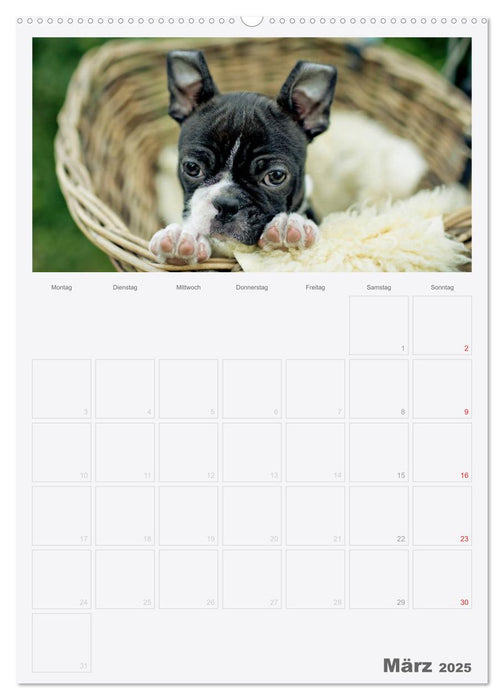 Boston Terrier der Hund 2025 (CALVENDO Premium Wandkalender 2025)