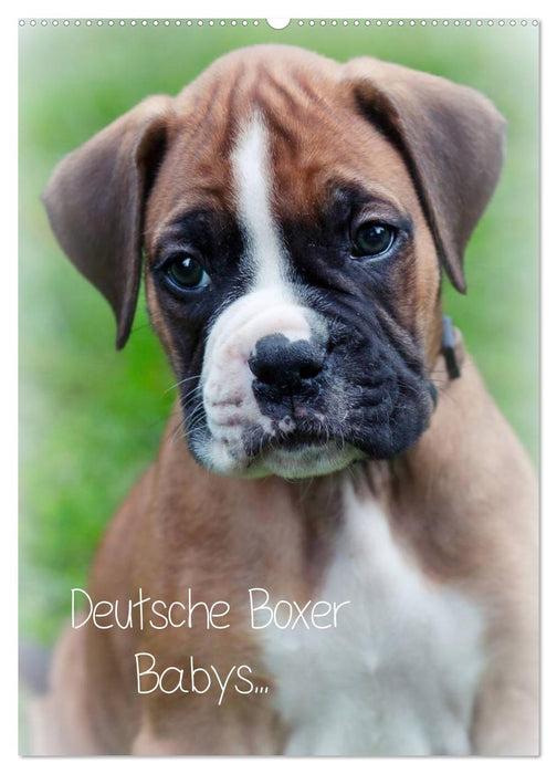 Deutsche Boxer Babys... (CALVENDO Wandkalender 2025)