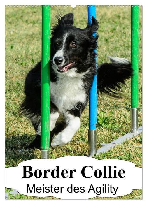 Border Collie Meister des Agility (CALVENDO Wandkalender 2025)