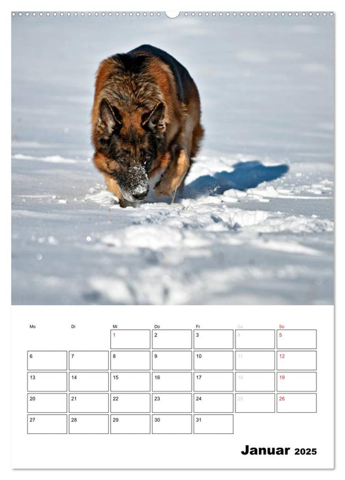 Deutsche Schäferhunde - Seelentröster auf vier Pfoten (CALVENDO Wandkalender 2025)