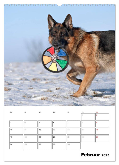 Deutsche Schäferhunde - Seelentröster auf vier Pfoten (CALVENDO Wandkalender 2025)