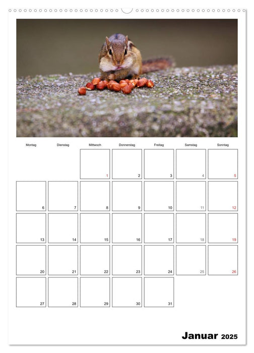 Streifenhörnchen - neugierige Nager (CALVENDO Wandkalender 2025)