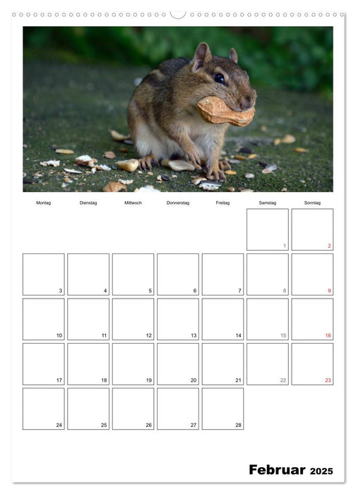 Streifenhörnchen - neugierige Nager (CALVENDO Wandkalender 2025)