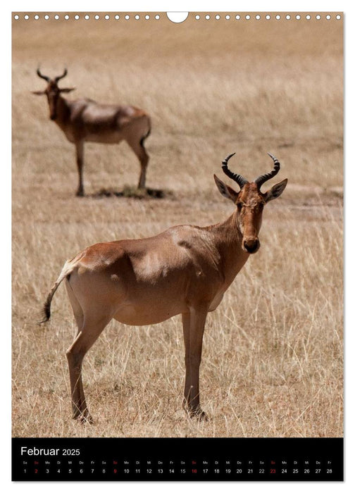 Kenia, Tiere in der Masai Mara (CALVENDO Wandkalender 2025)