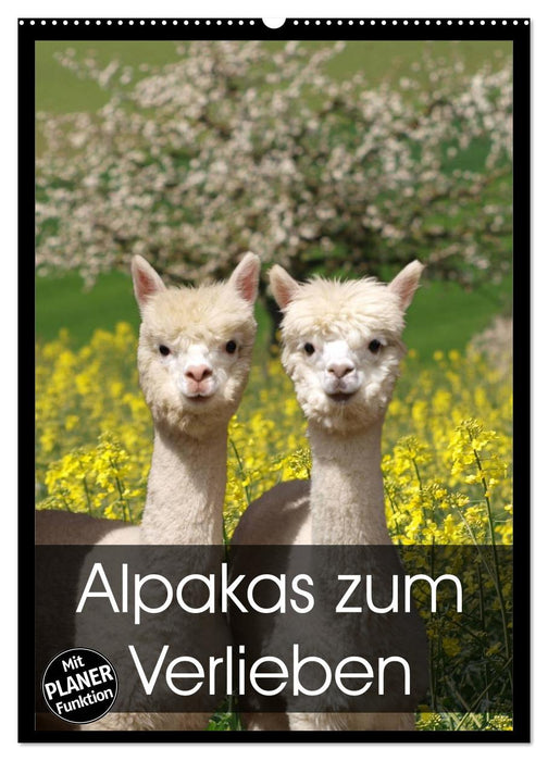 Alpakas zum Verlieben (CALVENDO Wandkalender 2025)