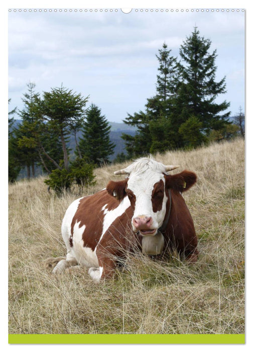 Schwarzwald und Kühe im Hochformat (CALVENDO Wandkalender 2025)