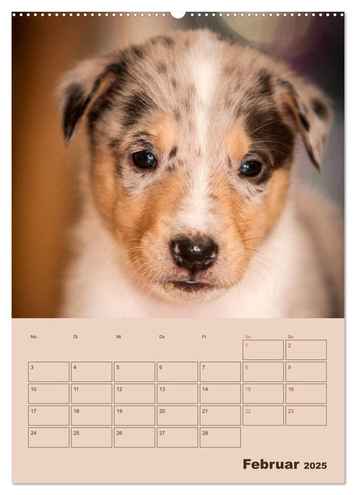 Kurzhaarcollies (CALVENDO Premium Wandkalender 2025)