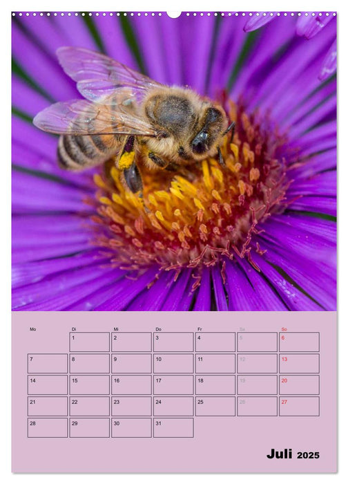 Bienenplaner (CALVENDO Premium Wandkalender 2025)