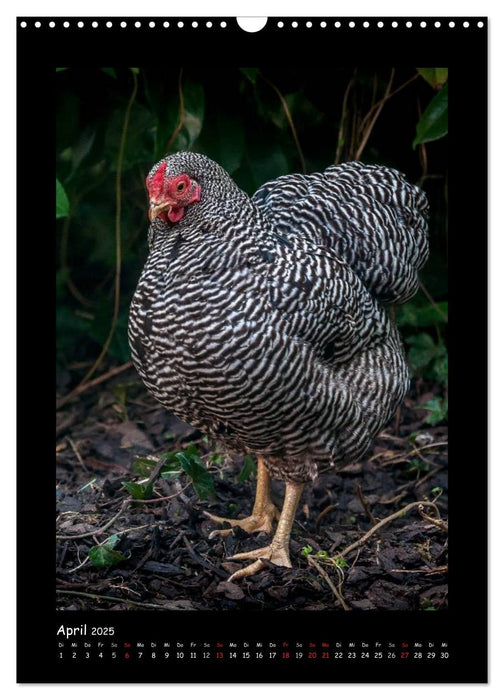 Hühner - starke Charaktere (CALVENDO Wandkalender 2025)