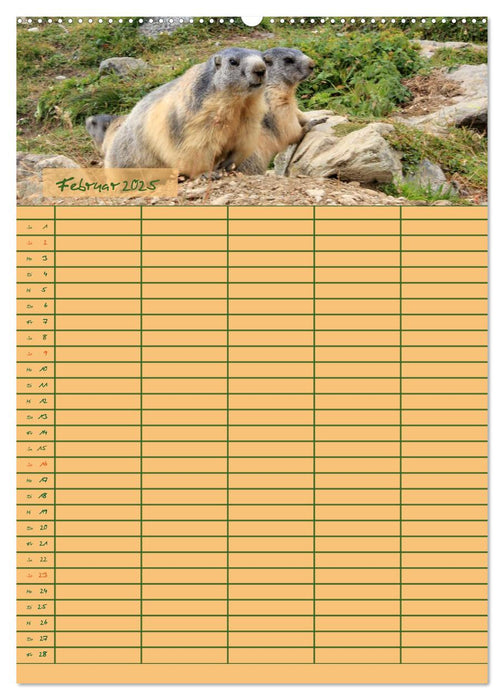 Murmeltiertag (CALVENDO Premium Wandkalender 2025)