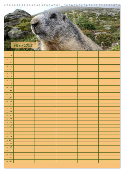 Murmeltiertag (CALVENDO Premium Wandkalender 2025)