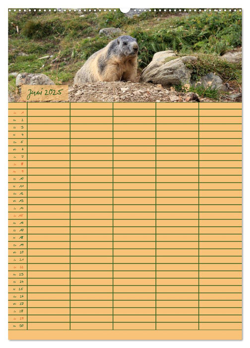 Murmeltiertag (CALVENDO Premium Wandkalender 2025)