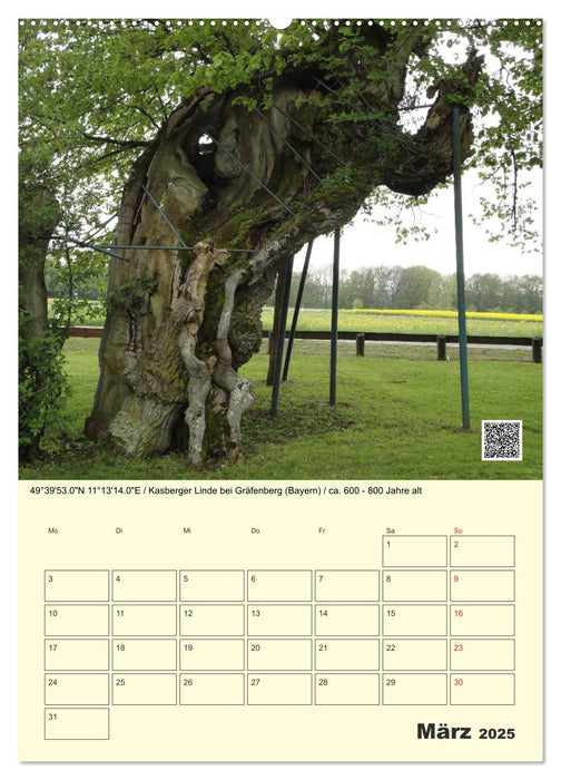 Uralt - Mit QR-Code und GPS zu alten Bäumen (CALVENDO Premium Wandkalender 2025)