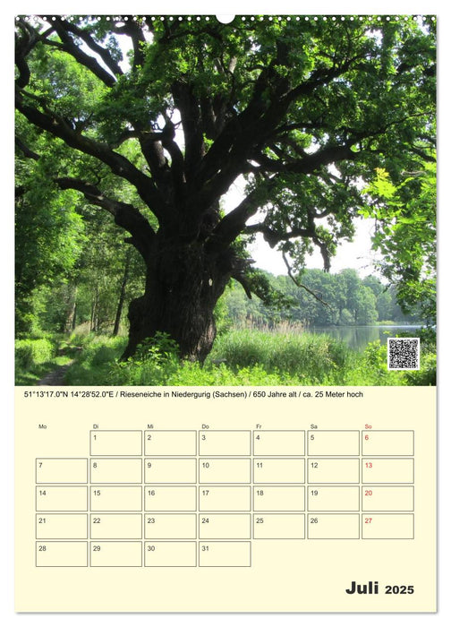 Uralt - Mit QR-Code und GPS zu alten Bäumen (CALVENDO Premium Wandkalender 2025)